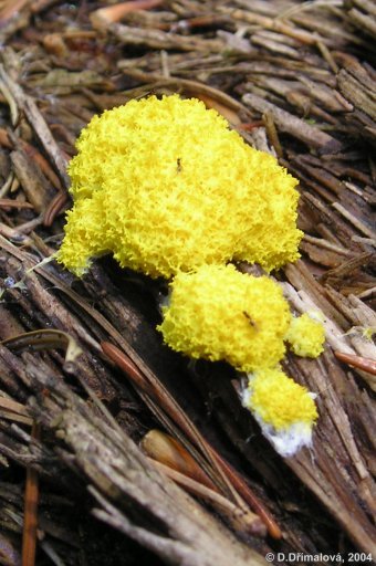 Fuligo septica  - Slizovka tříslová
(myxomycetes)
aethalium, hojně v lesích
Foto: D.Dřímalová