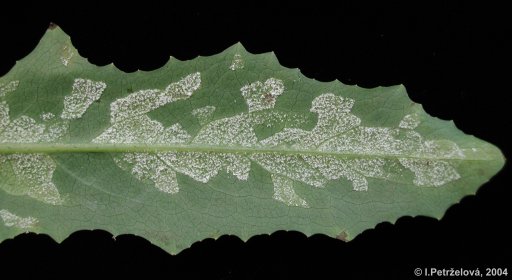 Bremia lactucae - Plse saltov
(oomycota)
pznaky a sporulace B. lactucae na Lactuca serriola
Foto: I.Petrelov