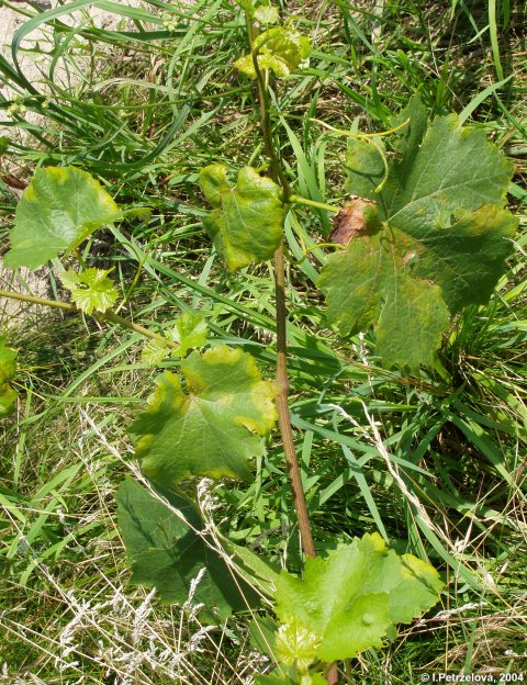 Plasmopara viticola - Vetenatka rvov
(oomycota)
pznaky vetenatky rvov na listech
Foto: I.Petrelov