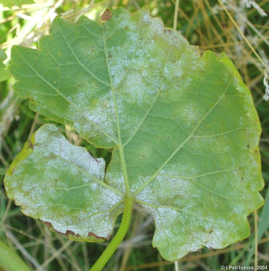 Plasmopara viticola - Vetenatka rvov
(oomycota)
sporulace vetenatky na listech vinn rvy
Foto: I.Petrelov