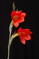 Gladiolus watsonioides